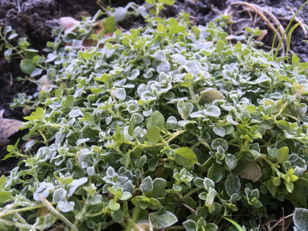 Týdenní předpověď počasí: teploty klesnou až k -10 °C