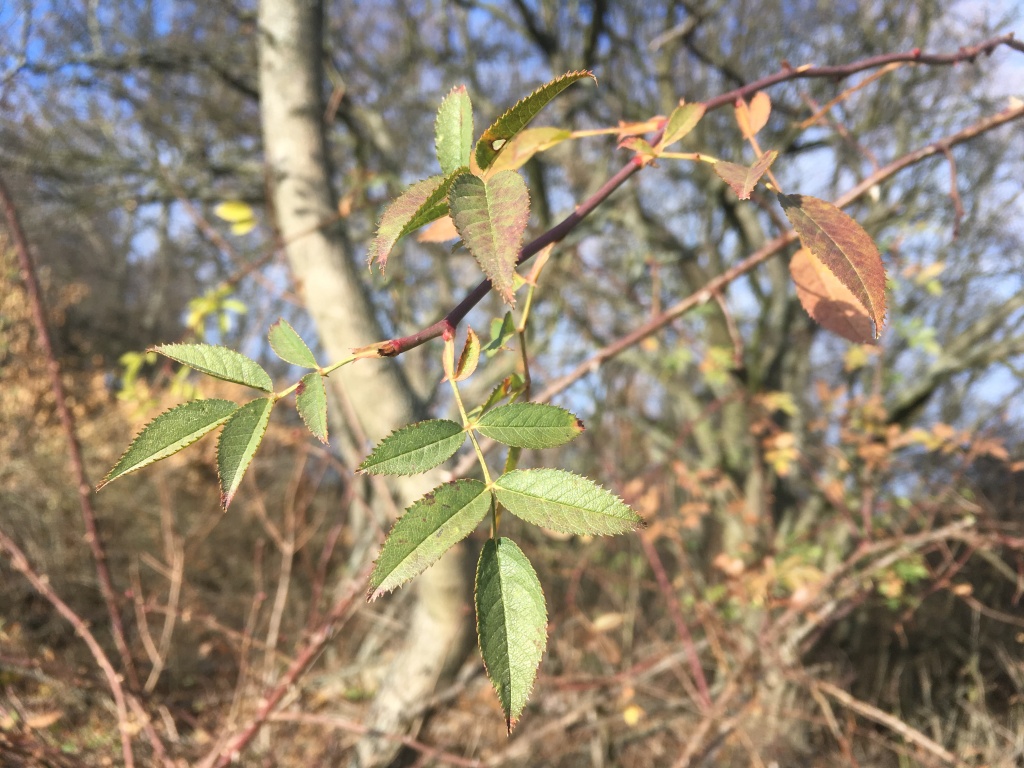 Víkendová předpověď počasí: teploty porostou až k 8 °C